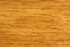 kauri